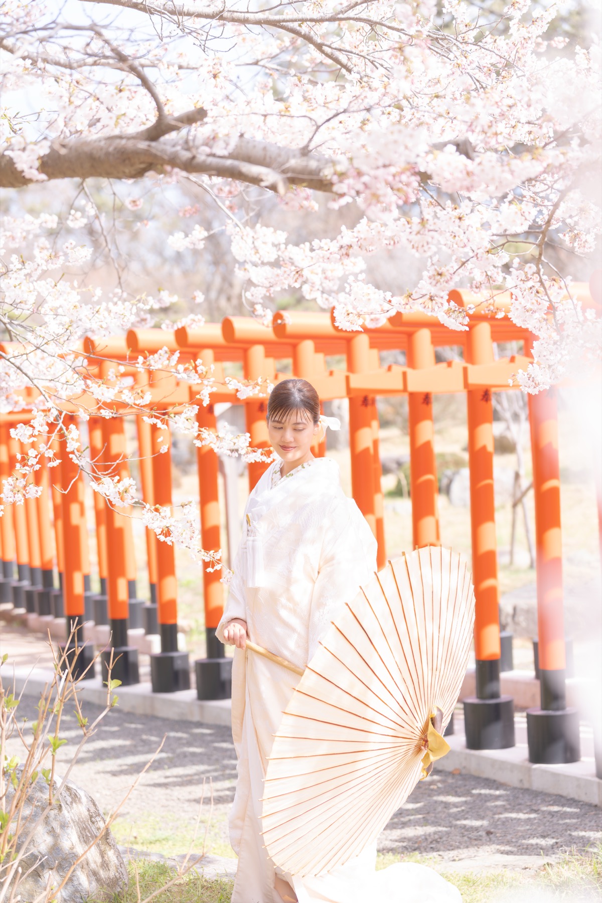 高山稲荷神社の桜と朱色の鳥居を背景にした白無垢の撮影