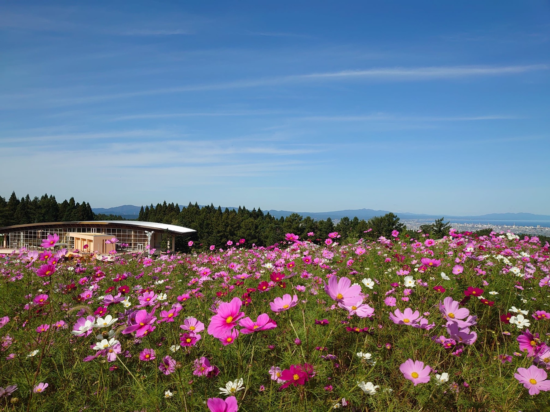 雲谷ヒルズのコスモス畑と青森市街を望む風景